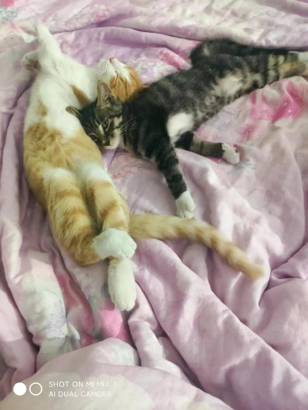 夏天的時候在田地裡收養的小貓咪，如今已然變成了胖橘