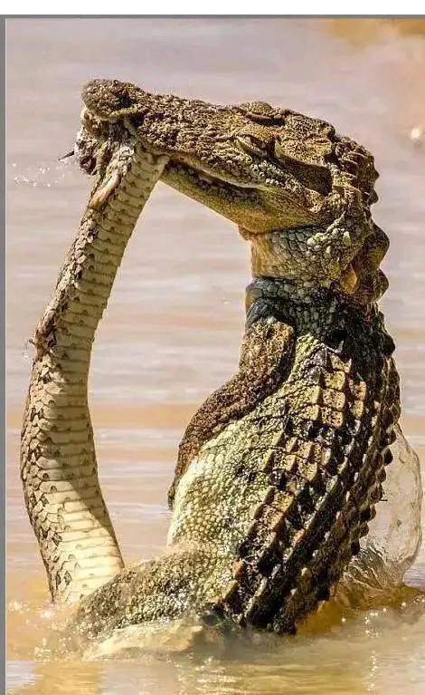 動物界難得一見的奇葩景象,太驚豔了,無比驚歎,讓人過目不忘 動物界難得一見的奇葩景象,太驚豔了,無比驚歎,讓人過目不忘