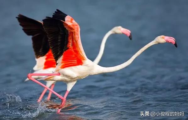 分享——火烈鳥