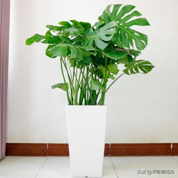 4種花很常見，冬天就怕“曬太陽”，一曬就“完蛋”，你做對了嗎