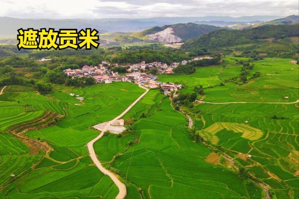 中國的12大優質大米，你吃過其中的幾種？你家鄉的米榜上有名嗎？