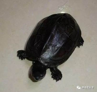 龜從冬眠中甦醒後，餵食還得有原則