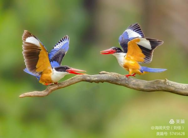 自然界中最美的鳥兒之一藍翡翠