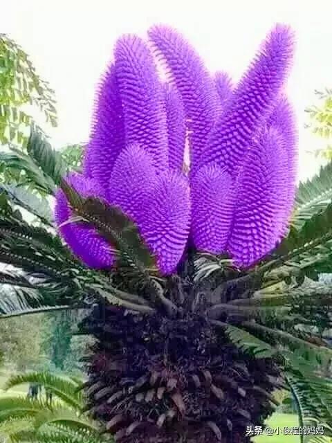 分享——鐵樹開花