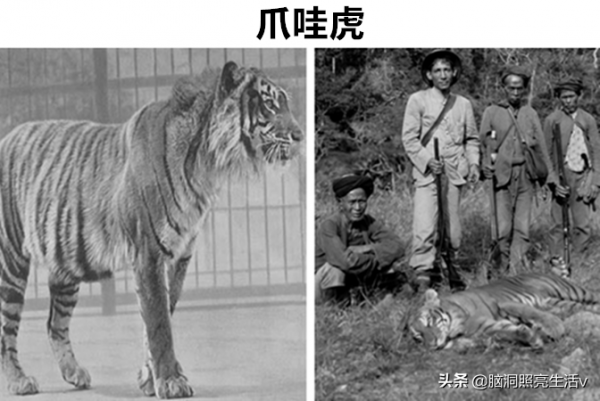 用相機記錄下來的，在歷史上早已經滅絕的8種罕見動物