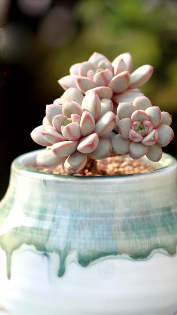 多肉的世界,簡單執著,看看你都見過哪些 多肉的世界,簡單執著,看看你都見過哪些