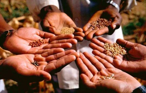 上市公司老闆娘偷種子被抓？揭秘暗流湧動的中國種業