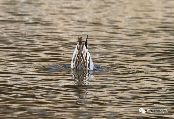觀鳥之樂，就在於看鳥之樂