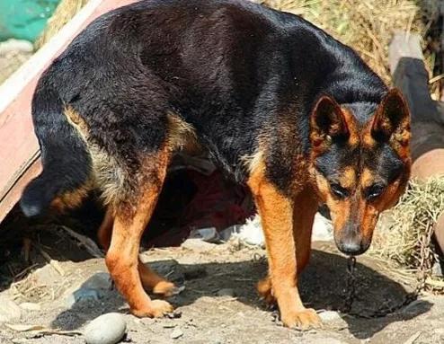 野外與狼相遇,用木棍能對付?講述真實經歷,看完你心裡就有數了 野外與狼相遇,用木棍能對付?講述真實經歷,看完你心裡就有數了