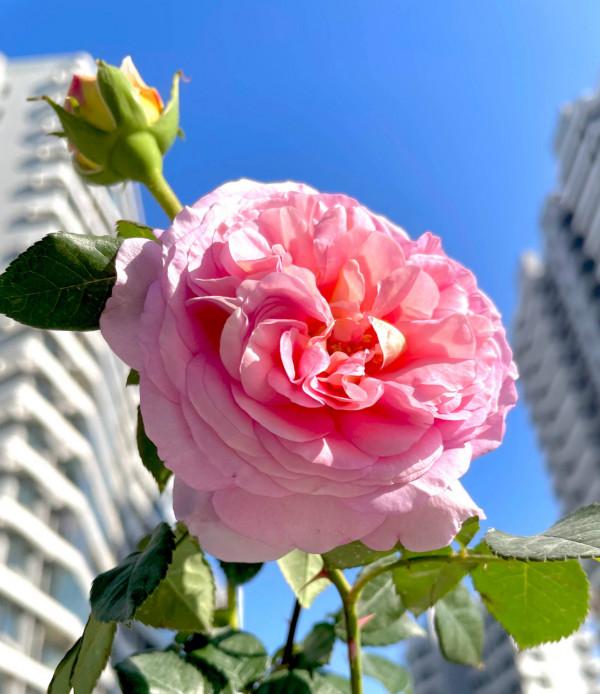 新年養&OpenCurlyDoubleQuote;3種花&rdquo;，喜慶漂亮好打理，花朵大葉片美，冬季大放光彩