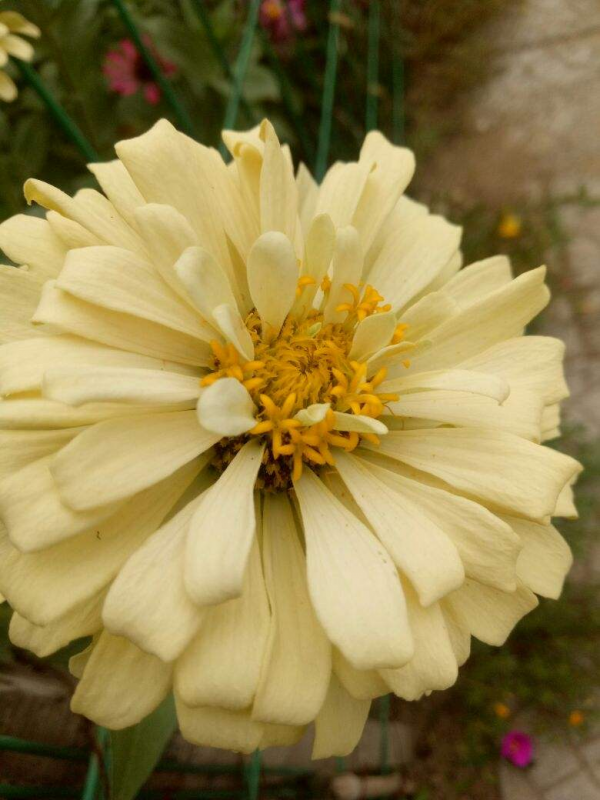 秋天常見的60種花，最全花卉圖譜，收藏起來慢慢看