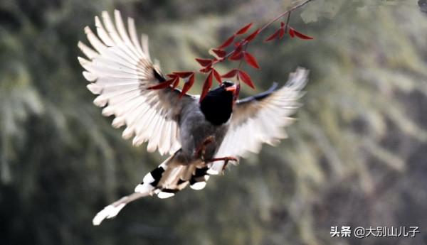 抓拍紅嘴藍鵲飛行
