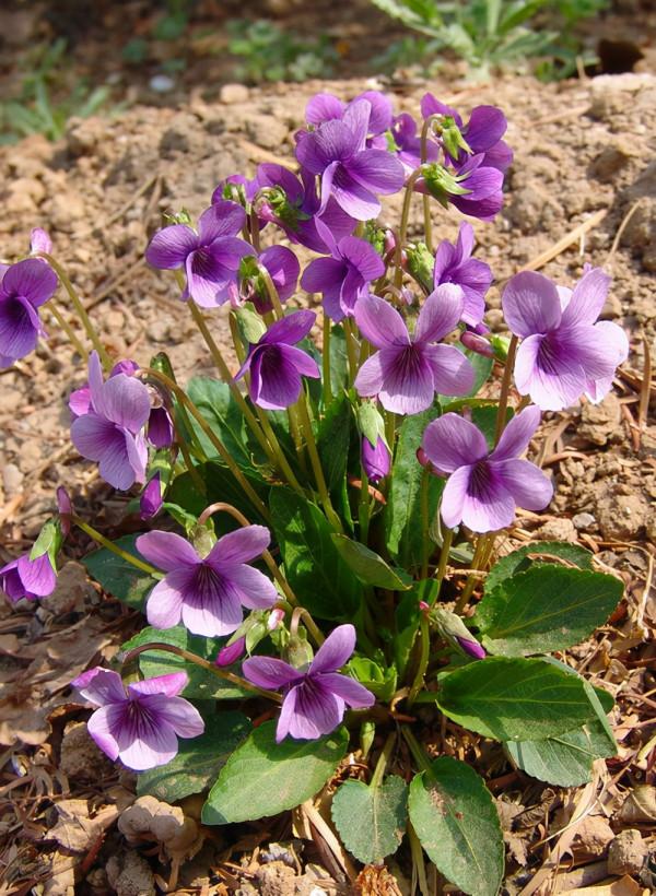 24種紫色花草,高貴而優雅,比綠蘿吊蘭好看多了 24種紫色花草,高貴而優雅,比綠蘿吊蘭好看多了