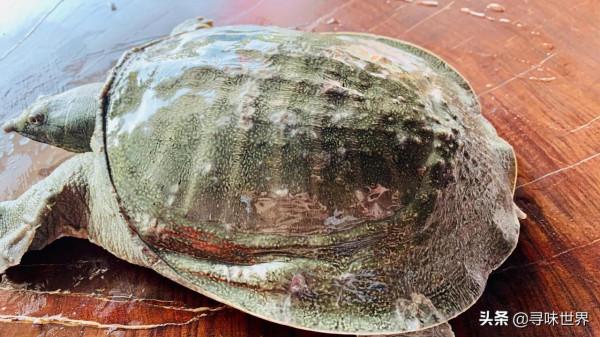 這才是廣東水魚雞正宗的做法,教你挑水魚和烹煮小技巧,值得收藏 這才是廣東水魚雞正宗的做法,教你挑水魚和烹煮小技巧,值得收藏