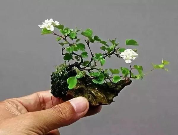 精美的袖珍盆景 精美的袖珍盆景