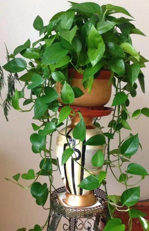 家裡光照少,可以養12種“陰性花”,“半陰地”更利於生長 家裡光照少,可以養12種“陰性花”,“半陰地”更利於生長