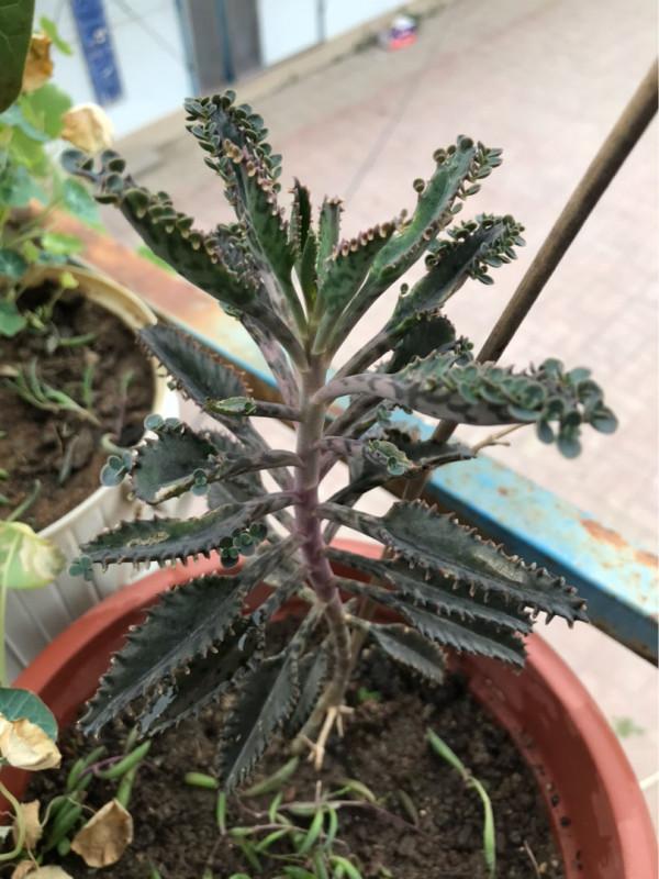 3種入侵植物，落地就生根，拔了還能長，太容易氾濫