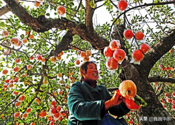 5旬寡母種7畝地養1群羊,10年賺60萬,娶媳婦蓋房一場空,咋回事 5旬寡母種7畝地養1群羊,10年賺60萬,娶媳婦蓋房一場空,咋回事