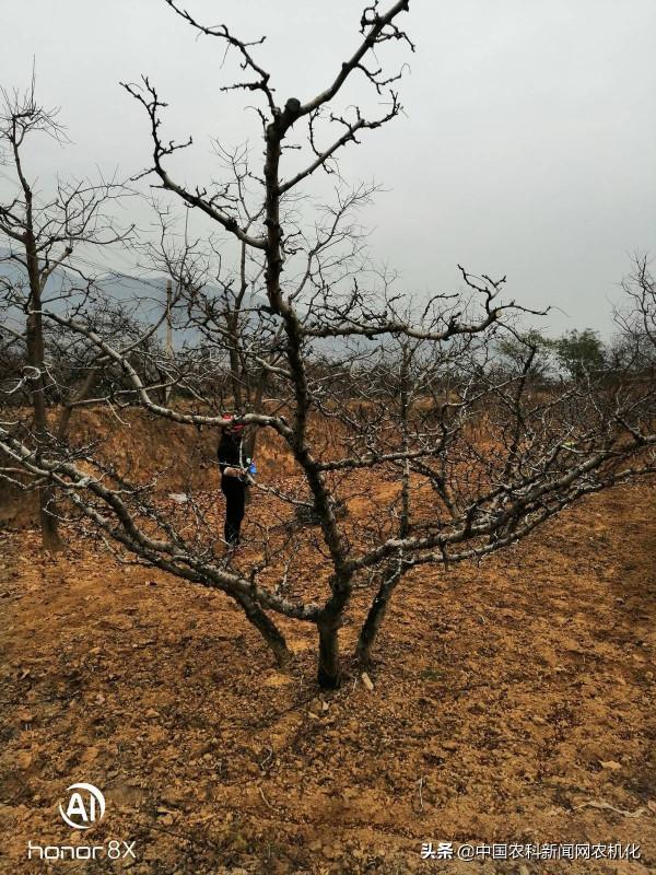 花椒樹管理連續劇十一｜盛產期花椒樹修剪知識&OpenCurlyDoubleQuote;三不過中&rdquo;