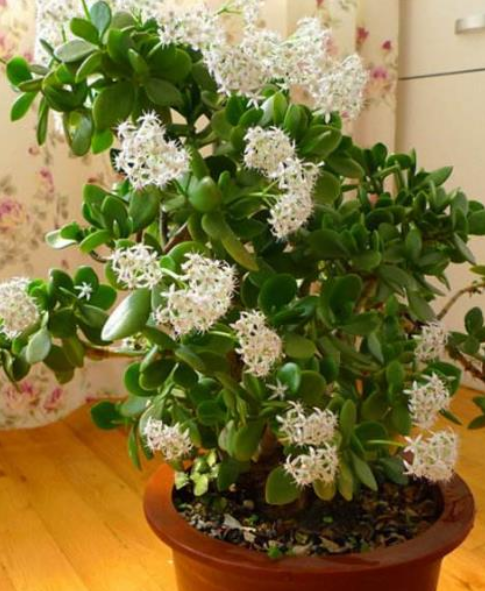 客廳見樹，家業穩固！適合客廳養的五種樹，大氣美觀，幸福感倍增