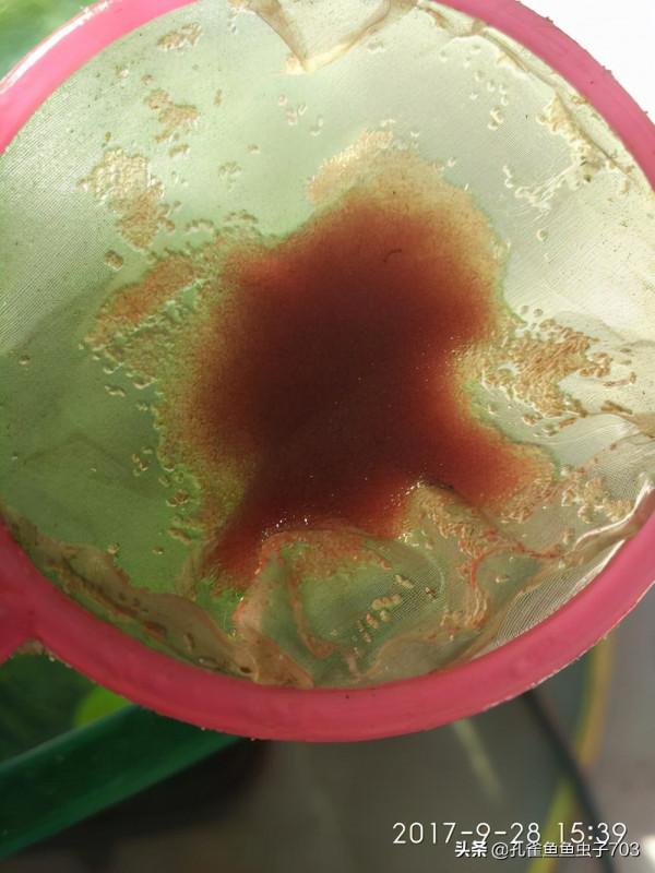 別人養的孔雀魚4個月都能繁殖了，而我養的6個月了，還這麼小啊？