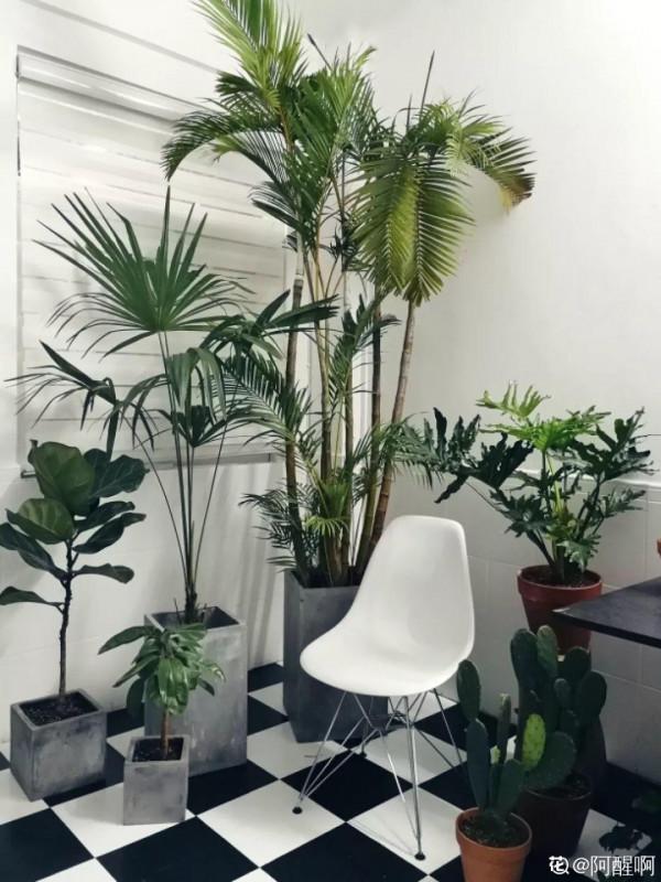 人養花,花也養人,這15種花,越養家裡越乾淨 人養花,花也養人,這15種花,越養家裡越乾淨