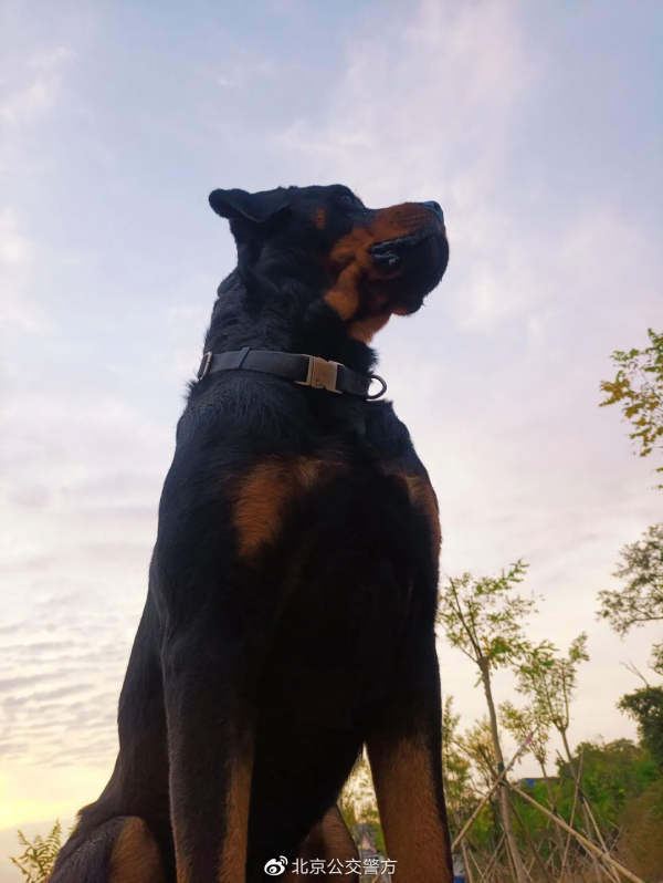 又帥又萌 帶你看公交警犬的酷炫寫真