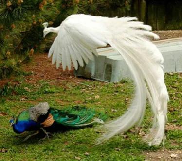 二十種長尾鳥賞析