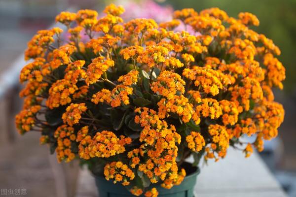 本以為這些網紅養花物品，只有“誇誇其談”，用過才發現很實用