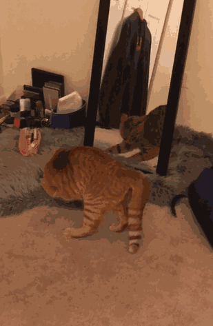 每日一問59：為什麼貓會對鏡子裡的自己產生好奇心？