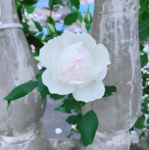 秋季是養花旺季，花市上見到這4種花，大機率是假的