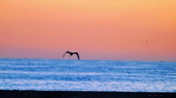 照片故事～霞光鳥影