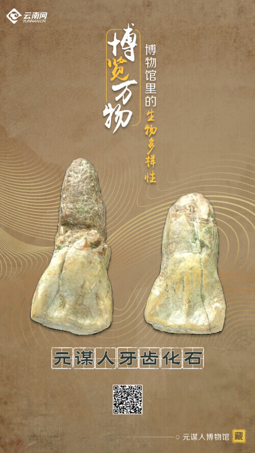 海報丨探生命起源 賞生物多樣 雲南9大博物館帶您開啟奇妙之旅