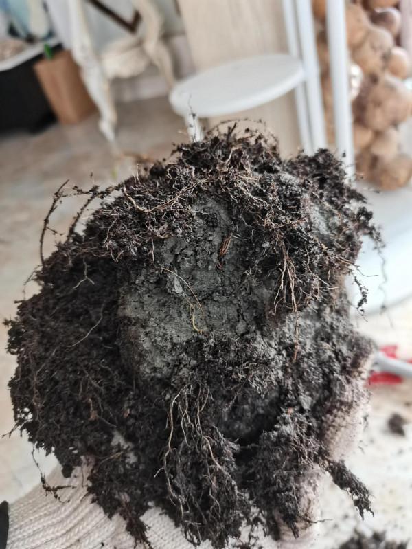 封閉陽臺養花記錄2