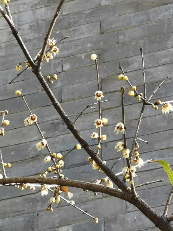 三位姥姥逛北京大觀園