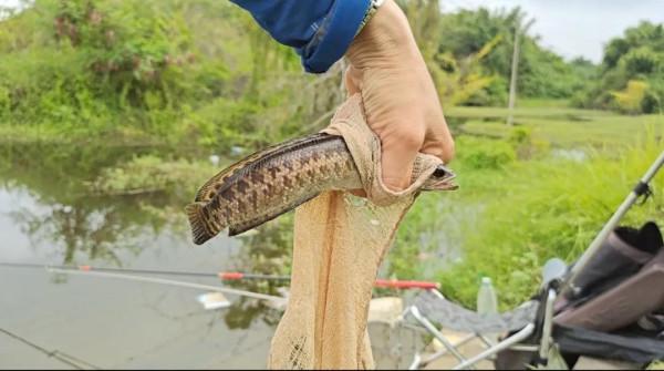“傷人魚”排名了，釣到解鉤需小心，輕則疼痛幾天，重則截肢