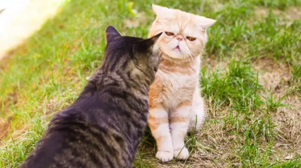 小貓咪也怕被“搶飯碗”嗎? 小貓咪也怕被“搶飯碗”嗎?