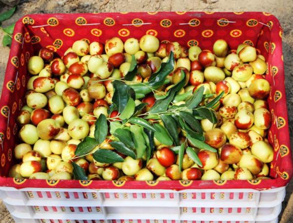 3個月前19元/斤，如今跌至5塊，果農：價格變化太快