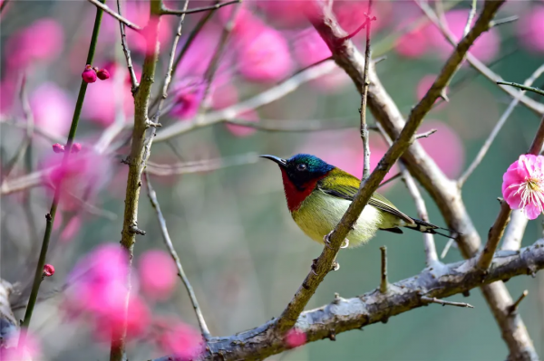 40+張大片!帶你領略這裡的“鳥禽圖鑑”! 40+張大片!帶你領略這裡的“鳥禽圖鑑”!