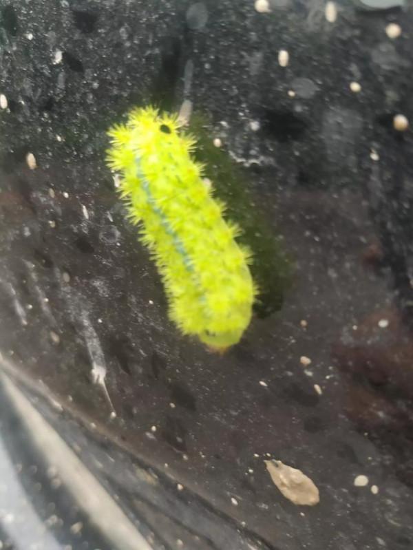 家裡的院子再大，也不要種植這三種果樹