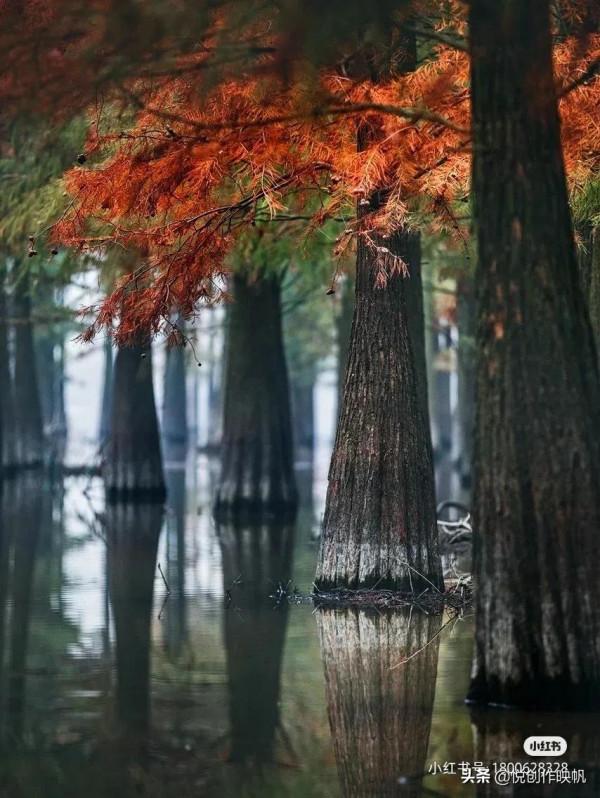 浙江紅杉林景點