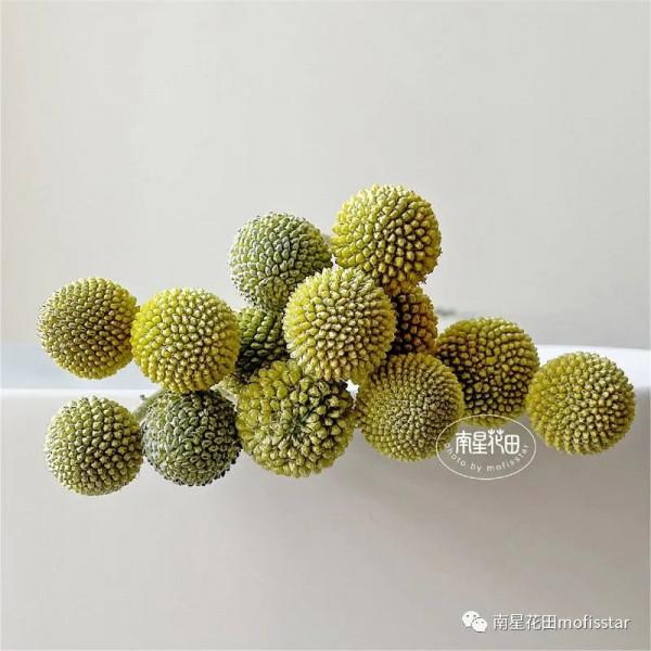 黃金球 · 萌系小鼓槌