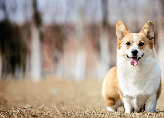 柯基的優缺點是什麼？它的短腿成為它的標誌，同是也是它的累贅