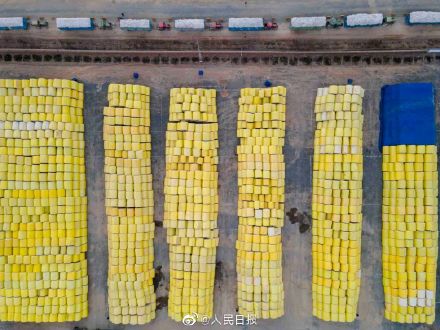 遍地“金蛋”!新疆棉收購現場太舒適了 遍地“金蛋”!新疆棉收購現場太舒適了