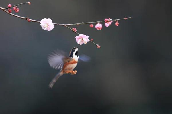 紅頭長尾山雀戲梅