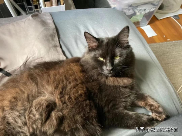 留學生被拒20次終於領養到貓，半年後發現小貓咪居然變色了