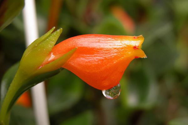6種開花盆栽最適合在室內養，給點兒陽光就燦爛