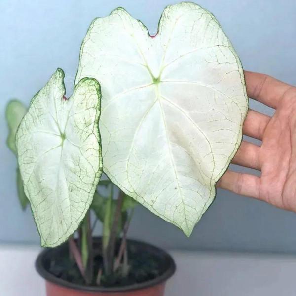 1種綠植特上檔次，葉子五彩斑斕，像打翻了調色盤