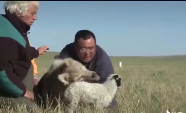 熱播新劇被疑虐殺動物，遭全網抵制：這世間，真的有因果報應