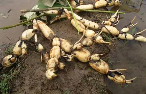 想賺錢、不怕吃苦的農村人看過來，這些種植專案適合你